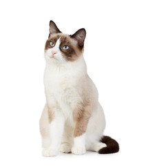 Obraz premium Snowshoe cat, isolated on white background