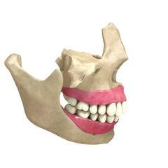 Teeth side View 02 © scyrus