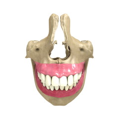Naklejka premium Teeth front View