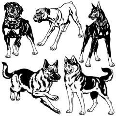 black and white set with dog breeds