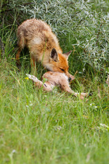 red fox with prey