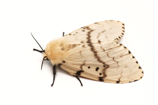 Moth, Brudnice (Lymantria dispar), female
