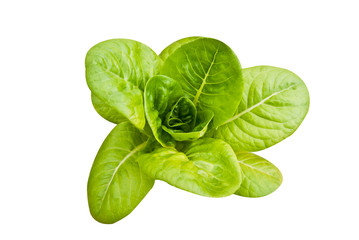 .lettuce