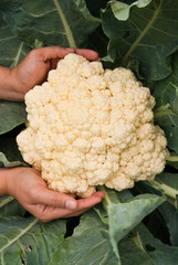 cauliflower