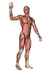 Male Anatomy Figure