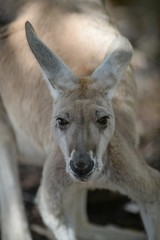Australian Kangaroos