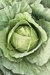 .cabbage