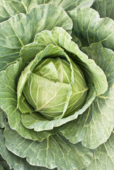 Obraz premium .cabbage