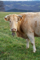 Front image of a cow grazing in the meadow