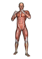Fototapeta na wymiar Male Anatomy Figure