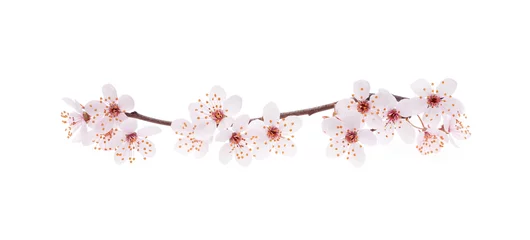 Foto op Plexiglas Tak van Japanse kers met bloesem, geïsoleerd op wit © rkafoto