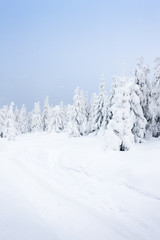Obraz premium winter landscape, Orlicke Mountains, Czech Republic