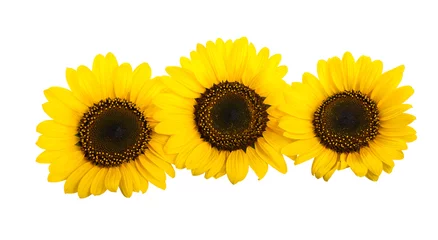 Papier Peint photo autocollant Tournesol sunflowers