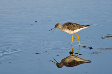 Sandpiper Sneeze