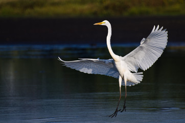 Great Egret Landing in Shallow Water