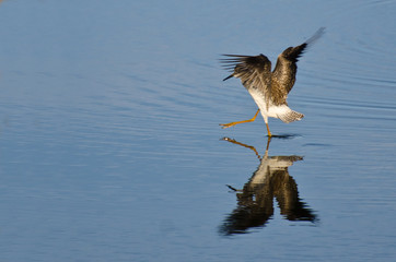 Sandpiper Landing on Water