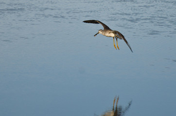 Sandpiper Landing While Carrying a Fish
