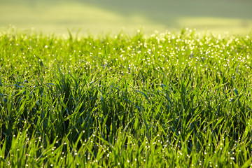 drops of dew on a green grass . Tuscany hills