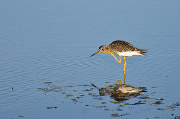 Sandpiper Scratching an Itch
