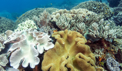 Bunaken National Marine Park.Indonesia © John Anderson