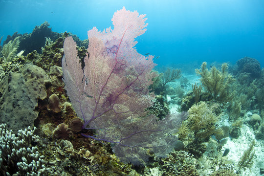 Flabellum bilder Bläddra bland 111 stockfoton, vektorer och videor