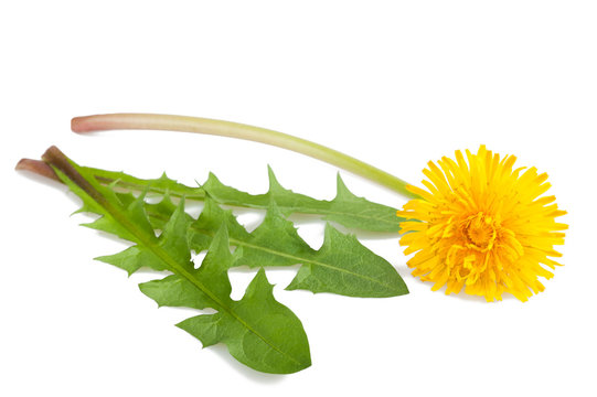 Fototapeta dandelion