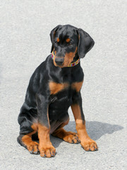 Typical Dobermann Puppy