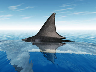 Naklejka premium Great White Shark Fin