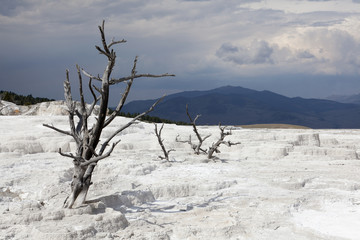 Dead trees at Mammoth Hot Springs, Yellowstone NP