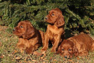 Irish Red Setter Puppies in nature