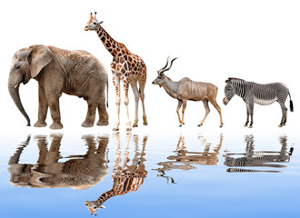 Obraz na płótnie Canvas giraffes,elephant,kudu and zebra isolated on white