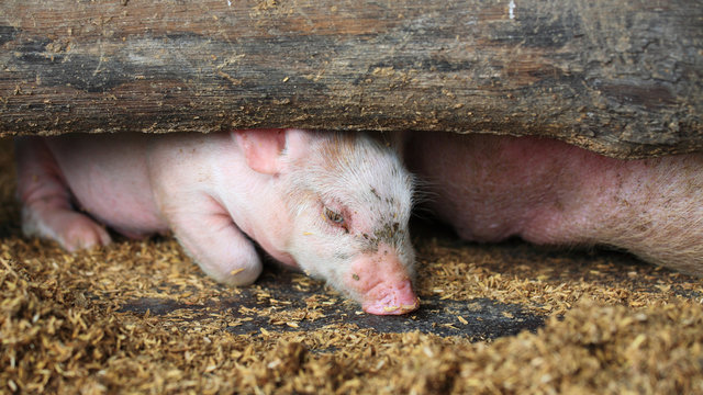 pink piglet resting