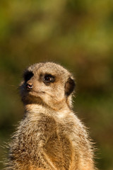Fototapeta premium meerkat