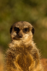 meerkat