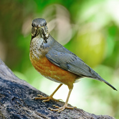 female Black-breasted Thrush