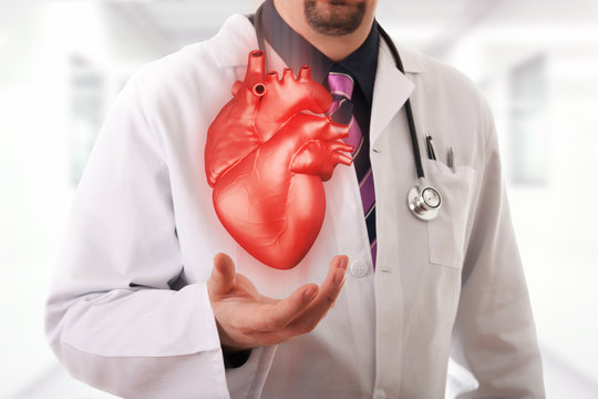 Male doctor showing a red heart