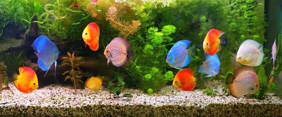 Discus (Symphysodon), multi-colored cichlids in the aquarium © Mirek Kijewski