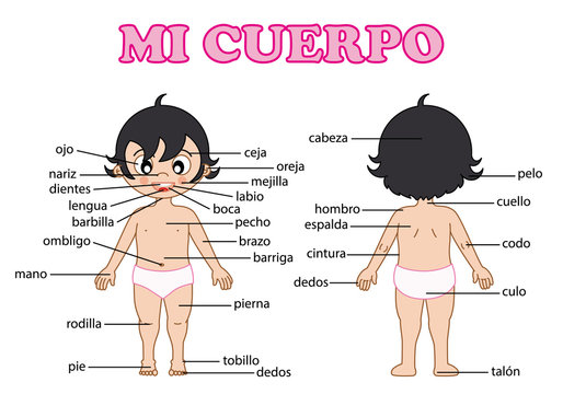 vocabulary part of body in Spanish