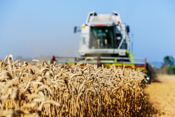 Getreidefeld mit Weizen bei der Ernte