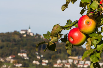 Apfelbaum mit Pöstloingberg