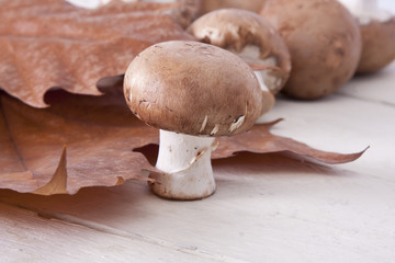 Still life of mushrooms and raw mushrooms