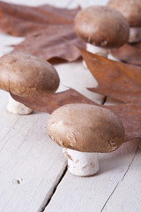 Still life of mushrooms and raw mushrooms