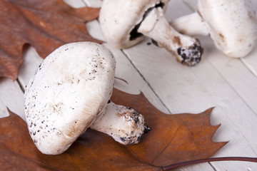 Still life of mushrooms and raw mushrooms