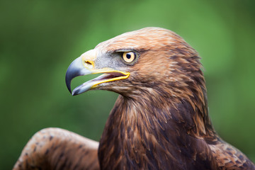 Golden Eagle crossed with a Russian Steepe Eagle
