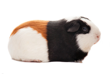 Young guinea pig - pure breed pet