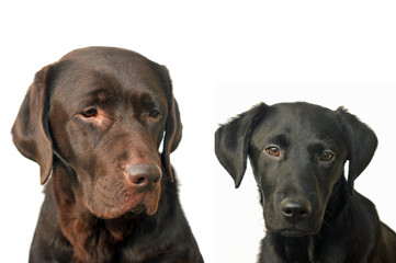 Fototapeta premium mother and puppy