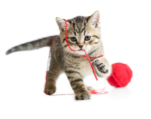 kitten playing red clew isolated on white