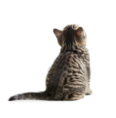 Fototapeta premium kitten rear or back view isolated on white
