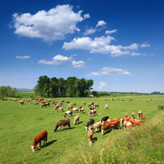 Herd of cows grazing in a carefree morning