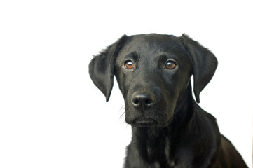 adorable puppy labrador © claireliz